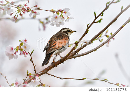 春の満開の桜の花と、身近な渡り鳥ツグミ 101181778