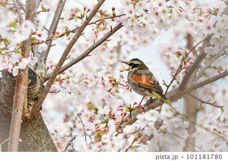 春の満開の桜の花と、身近な渡り鳥ツグミ 春の満開の桜の花と、身近な渡り鳥ツグミ 101181780