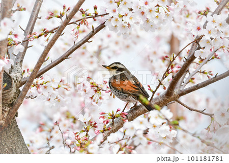 春の満開の桜の花と、身近な渡り鳥ツグミ 101181781