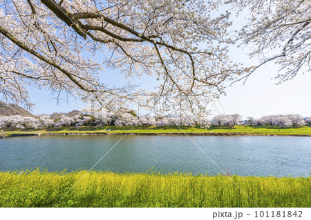 晴れの日の白石川堤一目千本桜 ソメイヨシノ 宮城県大河原町 晴れの日の白石川堤一目千本桜 ソメイヨシノ 宮城県大河原町 101181842