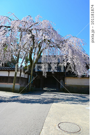 慶恩寺　枝垂れ桜　金沢市 101181874