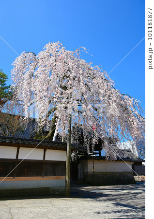 慶恩寺　枝垂れ桜　金沢市 101181877