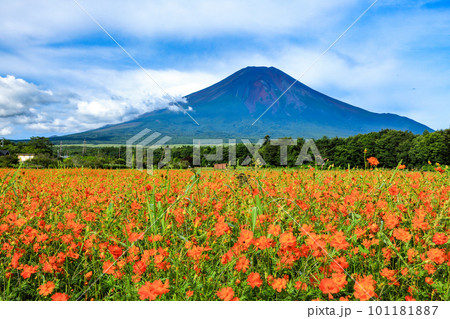 満開のキバナコスモス咲く山中湖花の都公園と夏富士 満開のキバナコスモス咲く山中湖花の都公園と夏富士 101181887