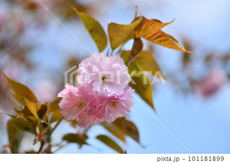 満開の八重桜 101181899