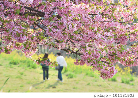 目久尻川川岸に咲く桜の木のカップル 目久尻川川岸に咲く桜の木のカップル 101181902