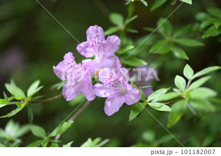 フジツツジ（藤躑躅） 101182007