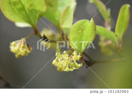 サルトリイバラ（猿捕茨）の花（雄花） 101182063