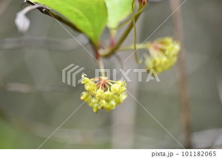 サルトリイバラ（猿捕茨）の花（雄花） 101182065