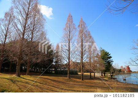 冬の公園 葉落ちメタセコイアの木 冬の公園 葉落ちメタセコイアの木 101182105