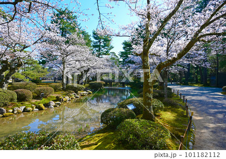 兼六園 花見橋 桜 金沢市 兼六園 花見橋 桜 金沢市 101182112
