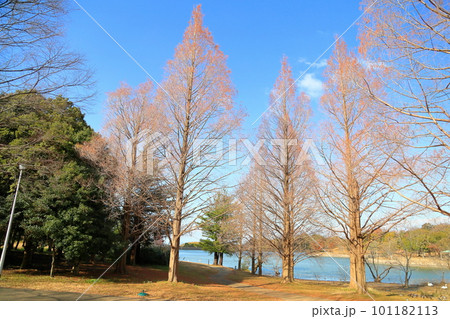 冬の公園　葉落ちメタセコイアの木 101182113