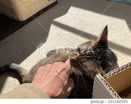 指に噛み付くキジトラの猫ちゃんです。 指に噛み付くキジトラの猫ちゃんです。 101182205