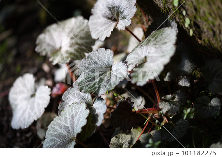 ユキノシタの葉 101182275