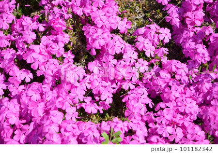 鮮やかなピンク色の花を咲かせるシバザクラ 鮮やかなピンク色の花を咲かせるシバザクラ 101182342