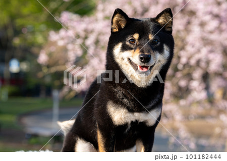 桜の花を背景にした柴犬 桜の花を背景にした柴犬 101182444