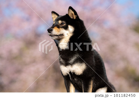 桜の花を背景にした柴犬 101182450