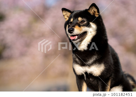 桜の花を背景にした柴犬 101182451