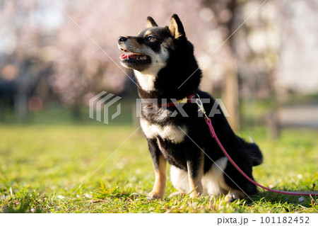 お座りする柴犬 101182452
