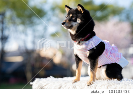 お座りで服を着た柴犬 お座りで服を着た柴犬 101182458