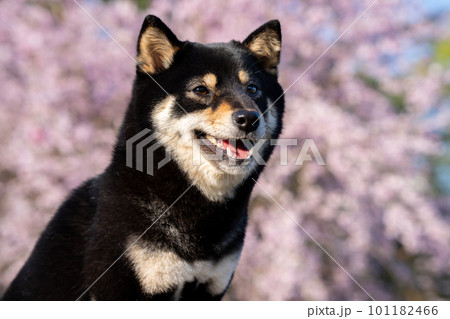 桜の花を背景にした柴犬 桜の花を背景にした柴犬 101182466