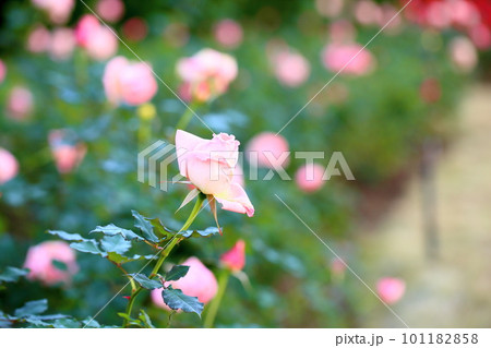 冬のバラ　ブライダルピンク 101182858