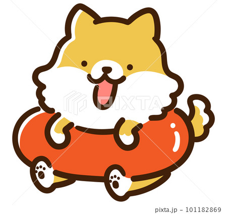 浮き輪柴犬夏 浮き輪柴犬♡夏 - プールで浮き輪に乗る柴犬