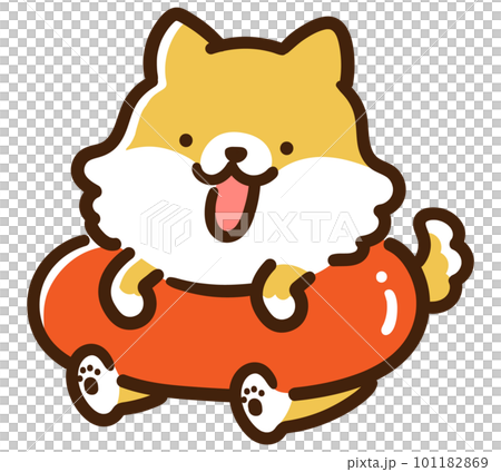 浮き輪柴犬♡夏