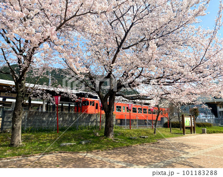 桜と播但線 101183288