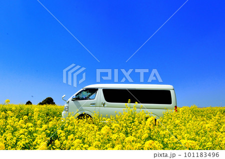 菜の花畑　バンライフ（埼玉県） 101183496