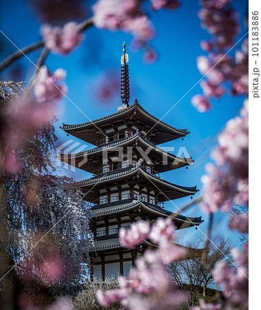 桜の名所 桜の名所 101183886