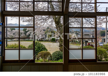ノスタルジック感がすばらしい旧上岡小学校の窓ガラスから見る桜 ノスタルジック感がすばらしい旧上岡小学校の窓ガラスから見る桜 101183966
