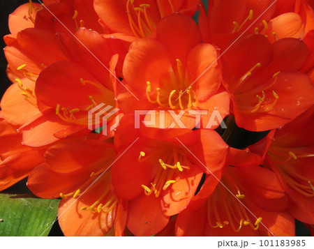 クンシラン(君子蘭) Clivia miniata クンシラン(君子蘭) Clivia miniata 101183985