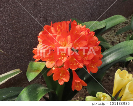クンシラン（君子蘭）　Clivia miniata 101183986