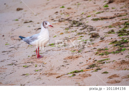 One Seagull, The European herring gull, swims on the calm lake shore in sunset One Seagull, The European herring gull, swims on the calm lake shore in sunset 101184156
