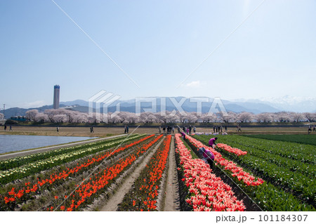 舟川べりの桜 舟川べりの桜 101184307