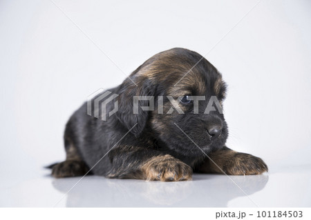 Little dog on a white background 101184503