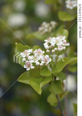 Black chokeberry 101184628