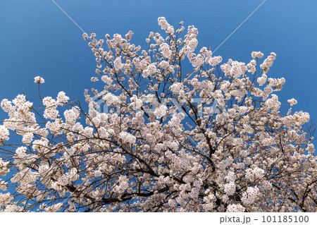 桜並木 信州 桜並木 信州 101185100