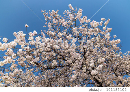 桜並木 信州 桜並木 信州 101185102
