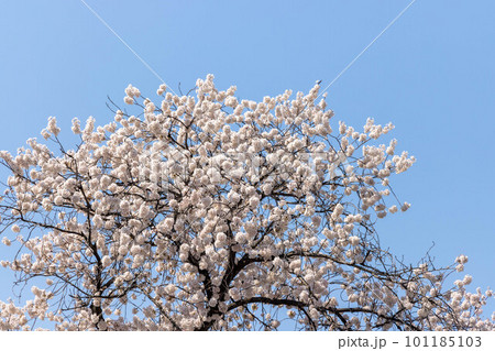 桜並木　信州 101185103