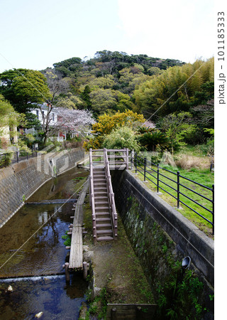 前田川遊歩道　起点のお国橋から前田川を望む 101185333