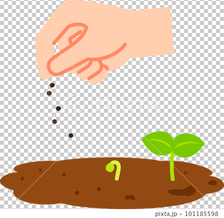 種を蒔く手と発芽した芽 101185598