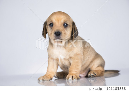 A small dog on a white background 101185888