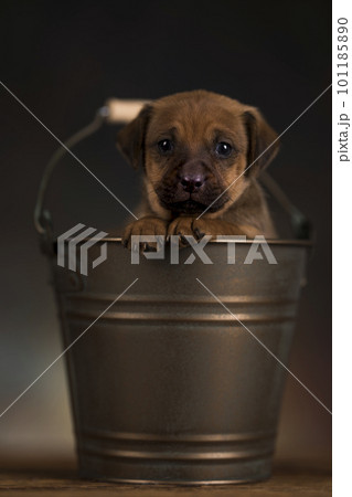 A small dog in a metal bucket A small dog in a metal bucket 101185890