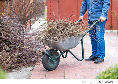 A gardener on a garden wheelbarrow piles cut branches in the garden in early spring. 101185891