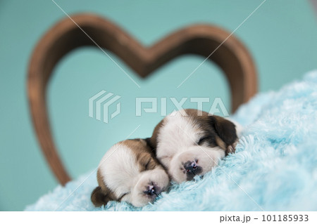Dogs in love are sleeping Dogs in love are sleeping 101185933