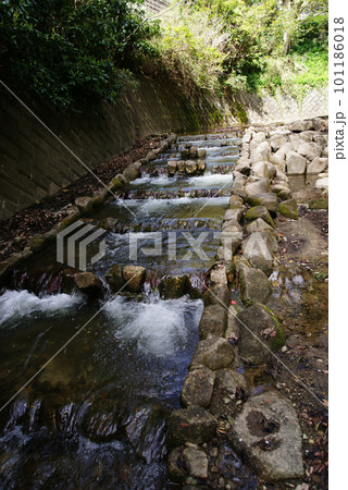横須賀市秋谷　前田川遊歩道 石の段々（魚道） 101186018