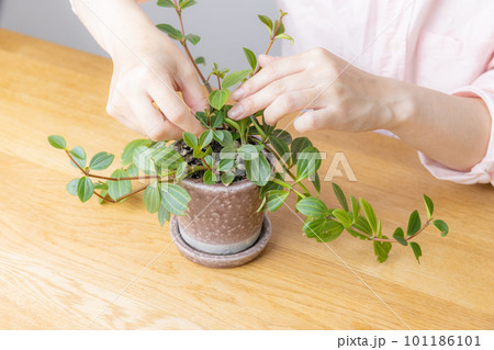 観葉植物の手入れをする女性 101186101