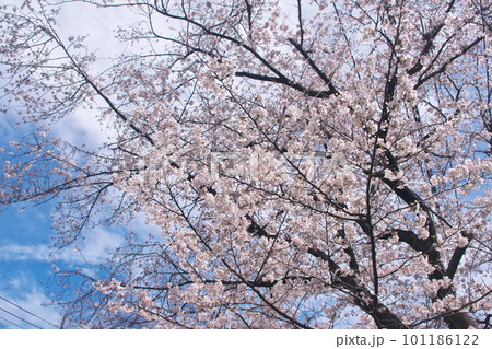 青空に映える満開の桜・ソメイヨシノ・千本桜 101186122