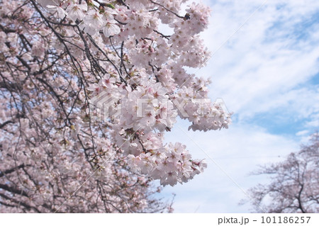 青空に映える満開の桜・ソメイヨシノ・千本桜 青空に映える満開の桜・ソメイヨシノ・千本桜 101186257